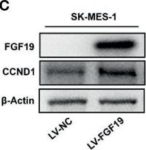 Detection of FGF-19 by Western Blot