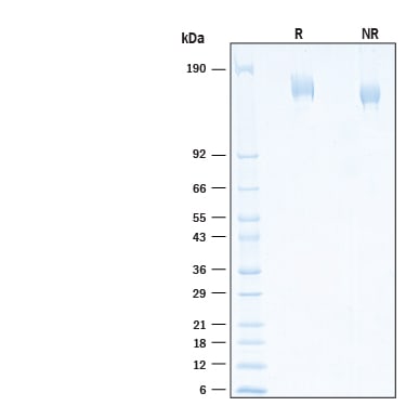 SDS-PAGE gel of purified recombinant SARS-CoV-2 Spike protein GCN4-IZ Alexa Fluor 647