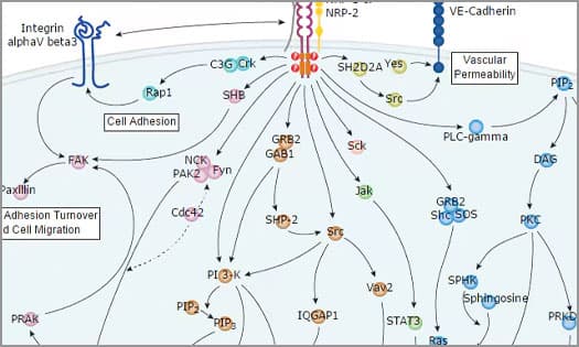 Diagram showing the signaling pathways activated by VEGF