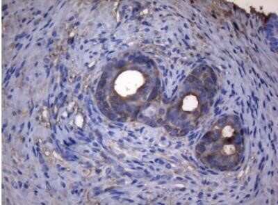 Immunohistochemistry: alcohol dehydrogenase 5 Antibody (OTI5G4) - Azide and BSA Free [NBP2-70096]