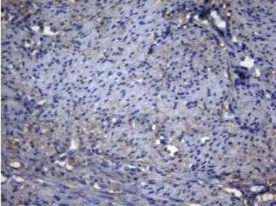 Immunohistochemistry: alcohol dehydrogenase 5 Antibody (OTI5G4) - Azide and BSA Free [NBP2-70096]