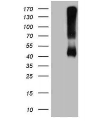Western Blot: alcohol dehydrogenase 5 Antibody (OTI5G4)Azide and BSA Free [NBP2-70096]