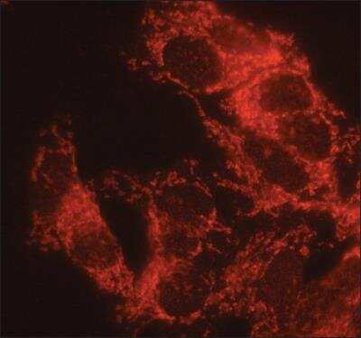 Immunocytochemistry/ Immunofluorescence: alpha 1 Mannosidase 1A Antibody [NB600-977]