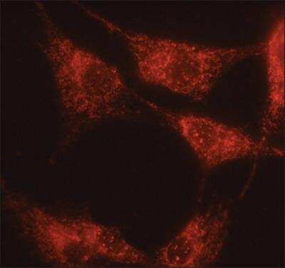 Immunocytochemistry/ Immunofluorescence: alpha 1 Mannosidase 1A Antibody [NB600-977]
