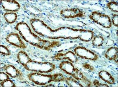 Immunohistochemistry: alpha 1 Mannosidase 1A Antibody [NB600-977]