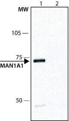 Western Blot: alpha 1 Mannosidase 1A Antibody [NB600-977]