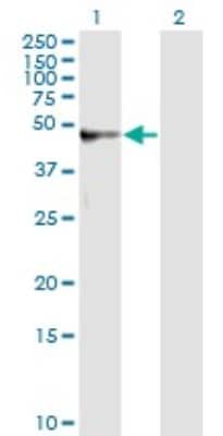 Western Blot: alpha 1-Microglobulin Antibody (3F1) [H00000259-M01]