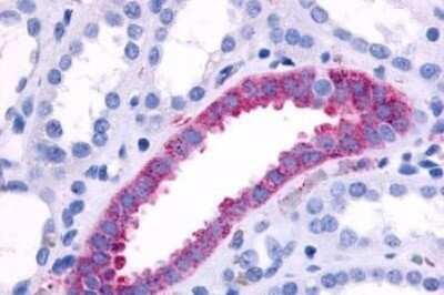 Immunohistochemistry-Paraffin: alpha-1B Adrenergic R/ADRA1B Antibody - BSA Free [NLS698]