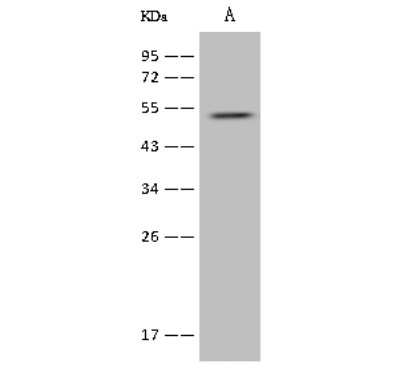 Western Blot: alpha-2B Adrenergic R/ADRA2B Antibody [NBP2-97424]