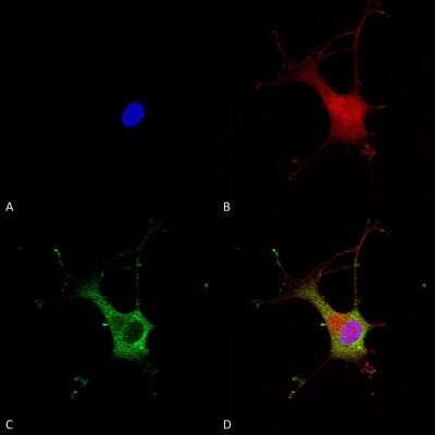 Immunocytochemistry/ Immunofluorescence: alpha-2C Adrenergic R/ADRA2C Antibody (S330A-80) [NBP2-22397]