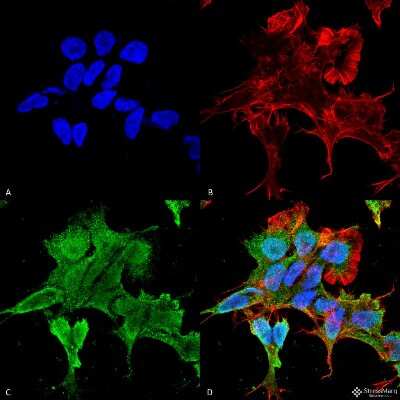 Immunocytochemistry/ Immunofluorescence: alpha-2C Adrenergic R/ADRA2C Antibody (S330A-80) [NBP2-22397]