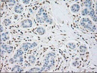 Immunohistochemistry-Paraffin: alpha-Actinin 1 Antibody (OTI7A4) [NBP1-48251]