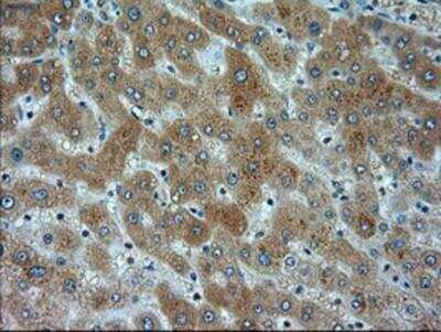 Immunohistochemistry-Paraffin: alpha-Actinin 1 Antibody (OTI7A4) [NBP1-48251]