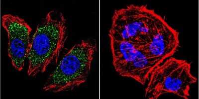 Immunocytochemistry/ Immunofluorescence: alpha Adaptin Antibody (AP6) - BSA Free [NB600-1545]