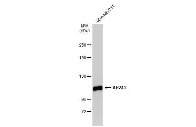 Western Blot: alpha Adaptin Antibody [NBP3-13154]