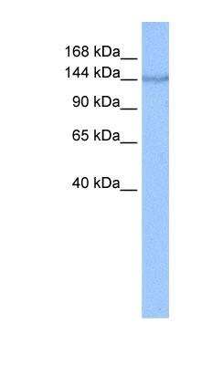 Western Blot: alpha COP I Antibody [NBP1-59297]