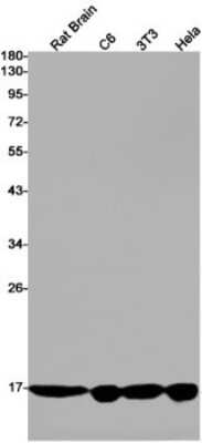 Western Blot: alpha Endosulfine Antibody (S08-1G6) [NBP3-14992]