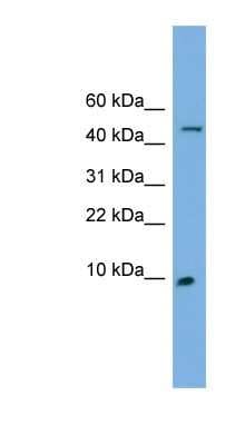 Western Blot: alpha Endosulfine Antibody [NBP1-57010]