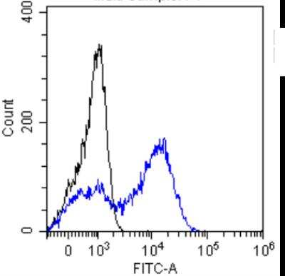 Flow Cytometry: alpha-Fetoprotein/AFP Antibody (AF5) - Chimeric - Azide and BSA Free [NBP2-82221]