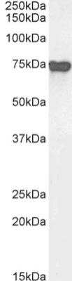 Western Blot: alpha-Fetoprotein/AFP Antibody (AF5)ChimericAzide and BSA Free [NBP2-82221]