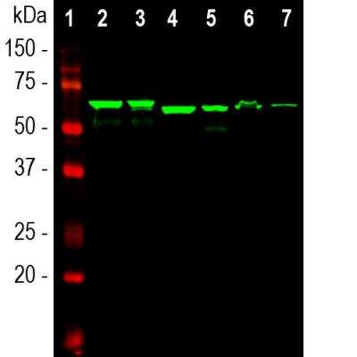Western Blot: alpha-Internexin Antibody (1D2) [NB300-216]