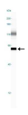 Simple Western: alpha-Internexin Antibody (2E3) [NB300-140]