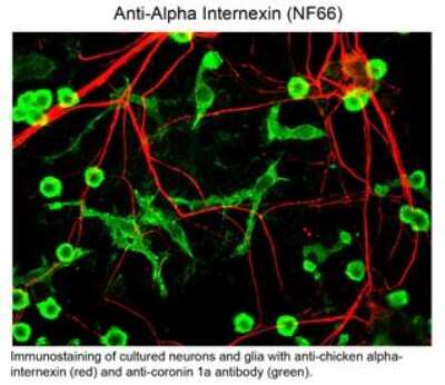 Immunocytochemistry/ Immunofluorescence: alpha-Internexin Antibody [NB110-93355]