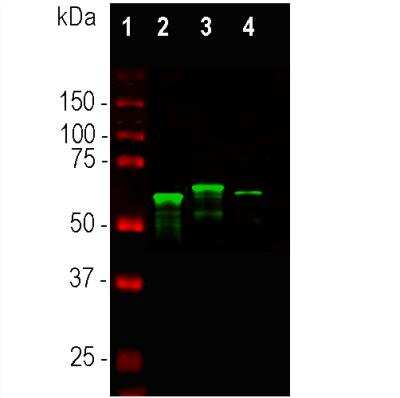 Western Blot: alpha-Internexin Antibody [NB300-139]