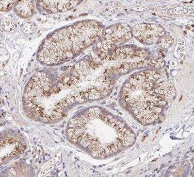 Immunohistochemistry-Paraffin: alpha-L-Iduronidase/IDUA Antibody [NBP2-48863]