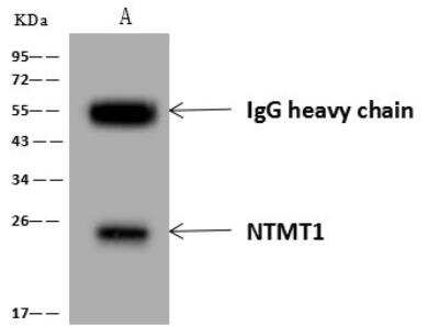 Immunoprecipitation: alpha-N-terminal Methyltransferase 1A/METTL11A Antibody [NBP3-12704]