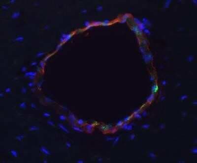 Immunohistological Staining of alpha-Smooth Muscle Actin in Frozen Canine Brain/Spinal Cord