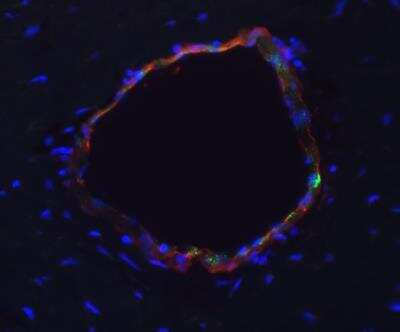 Immunohistological Staining of alpha-Smooth Muscle Actin in Frozen Canine Brain/Spinal Cord