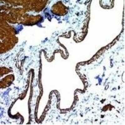 Immunohistochemistry-Paraffin: alpha-Smooth Muscle Actin Antibody (ACTA2/791) [NBP2-44463]