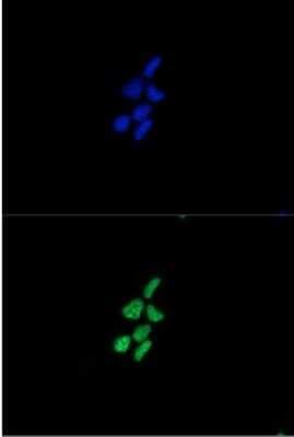 Immunocytochemistry/ Immunofluorescence: Synuclein alpha/beta Antibody (3B6) - BSA Free [NBP1-22957]