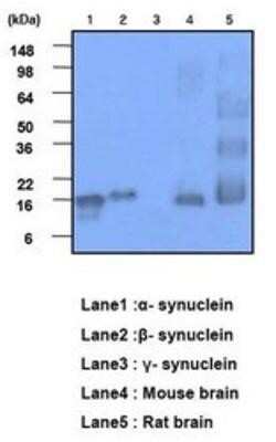 Western Blot: Synuclein alpha/beta Antibody (3B6)BSA Free [NBP1-22957]
