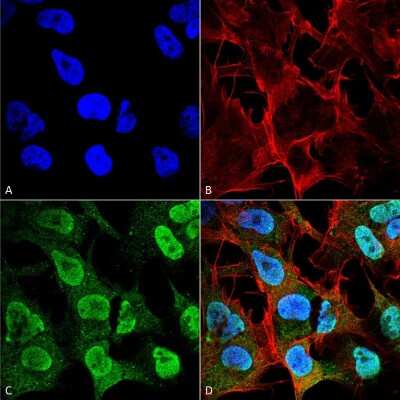 Immunocytochemistry/ Immunofluorescence: alpha-Synuclein Antibody (4F1) [NBP3-18259]