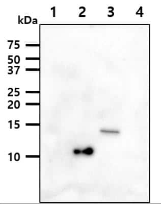 Western Blot: alpha-Synuclein Antibody (5C2)BSA Free [NBP1-04321]