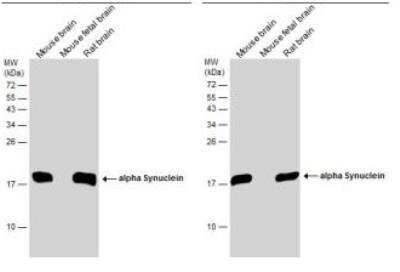 Western Blot: alpha-Synuclein Antibody [NBP2-15365]