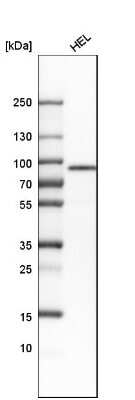 Western Blot: alpha-Taxilin Antibody [NBP1-91662]