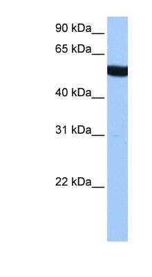 Western Blot: alpha Tubulin 3c Antibody [NBP1-53026]
