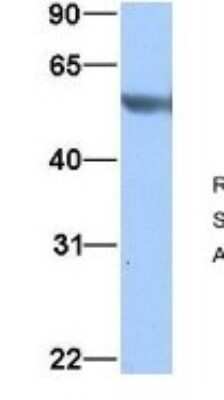 Western Blot: alpha Tubulin 3c Antibody [NBP1-53026]