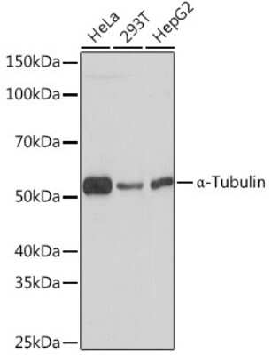 Western Blot: alpha Tubulin 4a Antibody (3P2D9) [NBP3-16646]