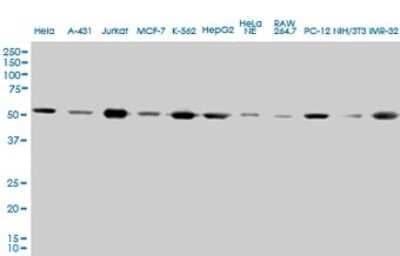 Western Blot: alpha Tubulin 4a Antibody (2E11) [H00007277-M01]