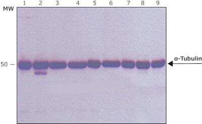 Western Blot: alpha Tubulin 4a Antibody (B-5-1-2)BSA Free [NB120-11304]