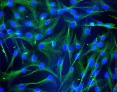 Immunocytochemistry/ Immunofluorescence: alpha Tubulin 4a Antibody (B-5-1-2) - BSA Free [NB120-11304]