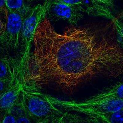 Immunocytochemistry/ Immunofluorescence: alpha Tubulin 4a Antibody (B-5-1-2) - BSA Free [NB120-11304]
