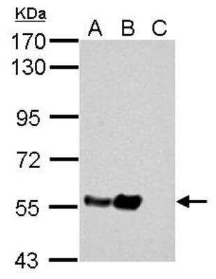 Western Blot: alpha Tubulin 4a Antibody [NBP2-21604]