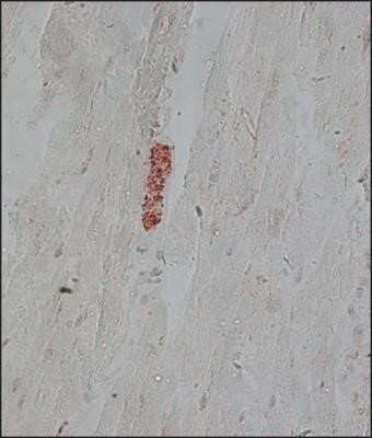 Immunohistochemistry-Paraffin: alpha Tubulin Antibody (DM1A) - Azide and BSA Free [NBP2-80570]