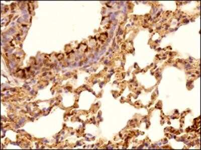 Immunohistochemistry-Paraffin: alpha Tubulin Antibody (DM1A) - Azide and BSA Free [NBP2-80570]