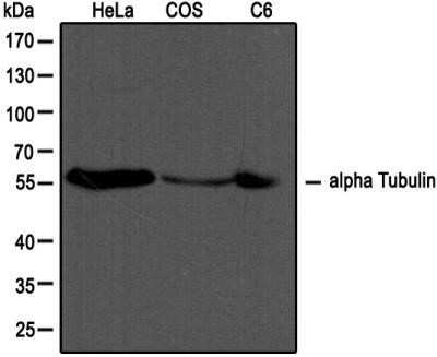 Western Blot: alpha Tubulin Antibody (DM1A)Azide and BSA Free [NBP2-80570]